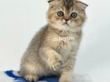 Black Golden Shaded Scottish Fold Yavrumuz