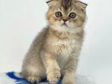 Black Golden Shaded Scottish Fold Yavrumuz