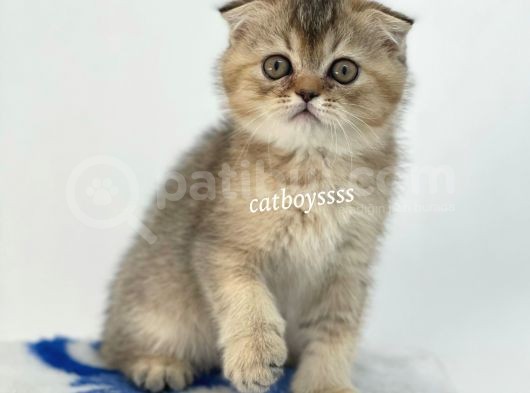 Black Golden Shaded Scottish Fold Yavrumuz görsel