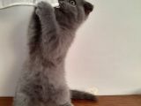 20 Mart Doğumlu Dişi Kedi