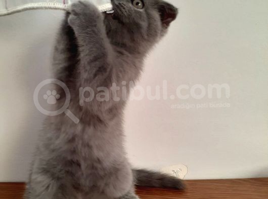 20 Mart Doğumlu Dişi Kedi görsel