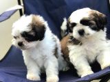 2 Erkek Shih Tzu Yavrularımız
