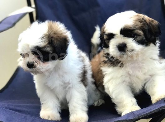 2 Erkek Shih Tzu Yavrularımız