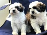 2 Erkek Shih Tzu Yavrularımız