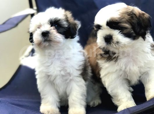 2 Erkek Shih Tzu Yavrularımız görsel