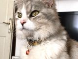 Asillik Abidesi Maine Coon