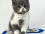 Bi Color British Shorthair Erkek Yavrumuz