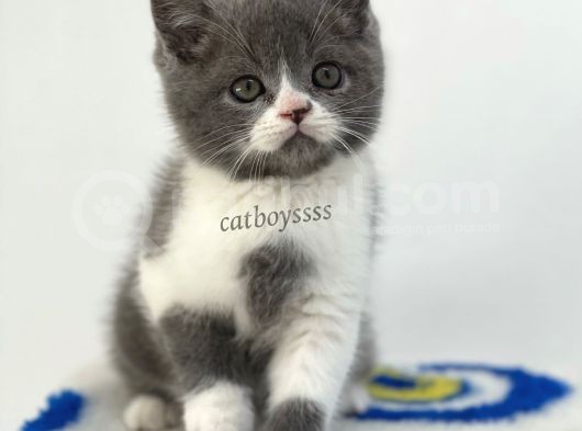 Bi Color British Shorthair Erkek Yavrumuz görsel