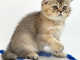 Black Golden Shaded Scottish Fold Yavrumuz
