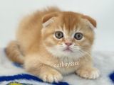 Golden Shaded Scottish Fold Yavrumuz