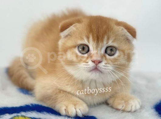 Golden Shaded Scottish Fold Yavrumuz görsel