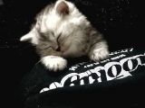 British Shorthair Yavru