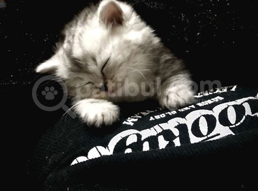 British Shorthair Yavru görsel