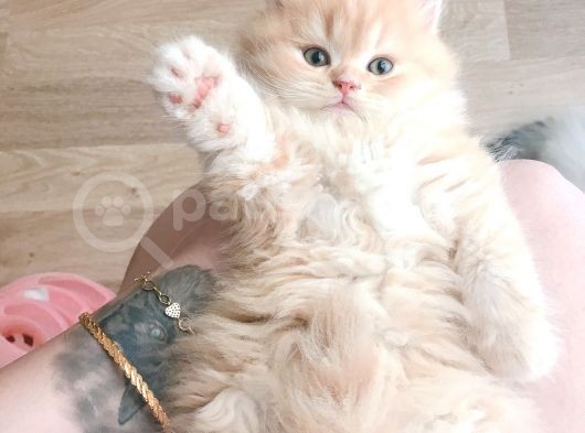 55 Günlük Erkek Chinchilla Muhteşem Renk
