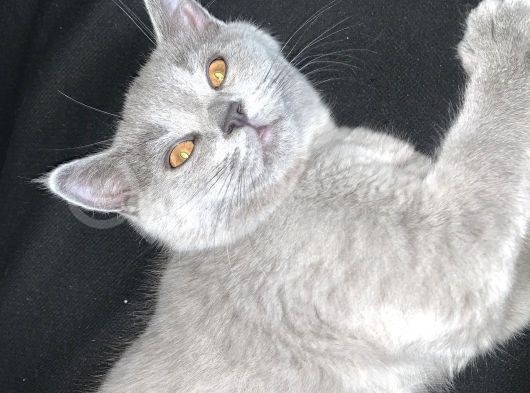 Sevimli Yavrular görsel