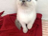 Güzeller Güzeli Dişi British Shorthair