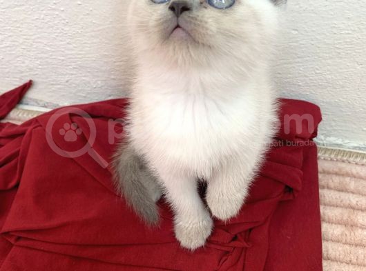 Güzeller Güzeli Dişi British Shorthair