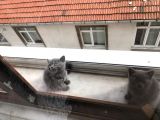 A Kalite Safkan Dişi British Shorthair Yavrularımız