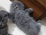 2 Aylik Scottish Fold Erkek Kardeşler