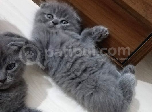 2 Aylik Scottish Fold Erkek Kardeşler görsel