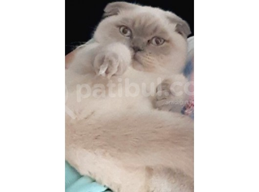 Deniz görsel