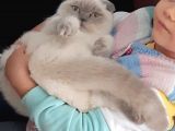 Deniz