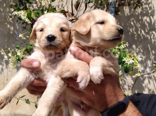 Golden Yavruları görsel