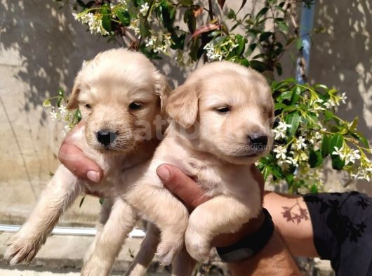 Golden Yavruları görsel