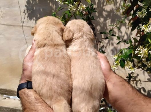 Golden Yavruları görsel