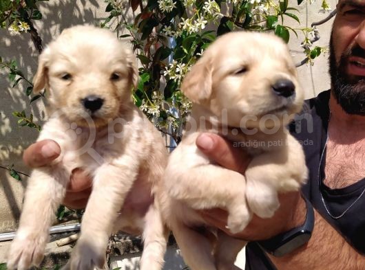 Golden Yavruları görsel