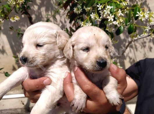 Golden Yavruları görsel