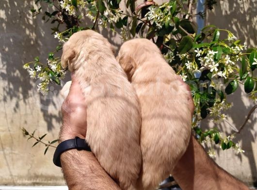 Golden Yavruları görsel