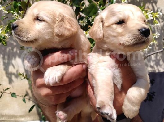 Golden Yavruları görsel