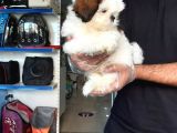 Sıfır Burun Shih Tzu Yavru