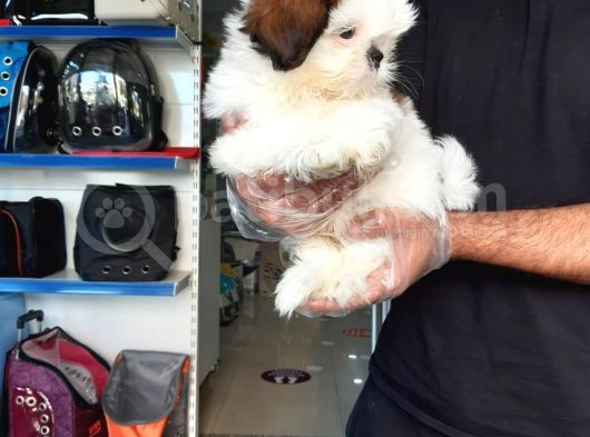 Sıfır Burun Shih Tzu Yavru görsel