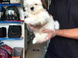 Sıfır Burun Shih Tzu Yavru