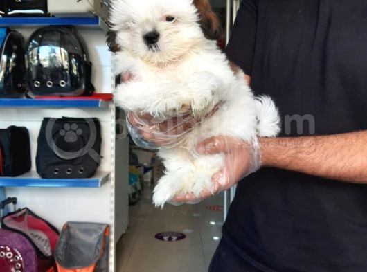 Sıfır Burun Shih Tzu Yavru görsel