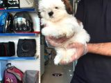 Sıfır Burun Shih Tzu Yavru