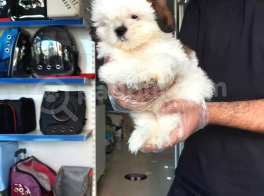 Sıfır Burun Shih Tzu Yavru görsel