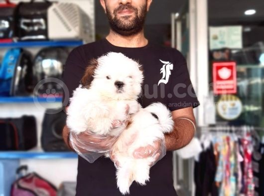 Sıfır Burun Shih Tzu Yavru