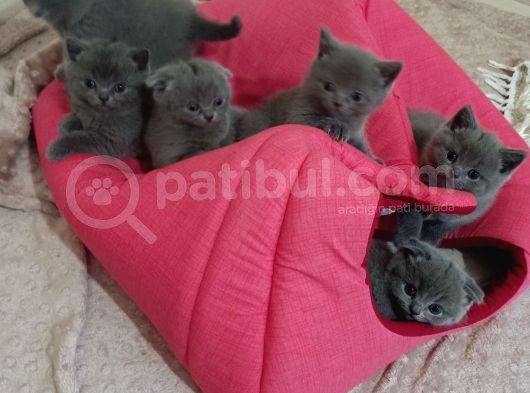 Anne Altından Scottish Fold Ve British Shorthair Yavrular görsel