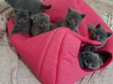 Anne Altından Scottish Fold Ve British Shorthair Yavrular
