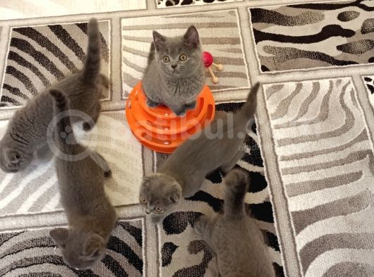 Anne Altından Scottish Fold Ve British Shorthair Yavrular
