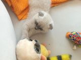 Dişi ve erkek yavrularımız