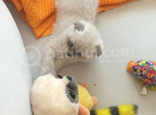 Dişi Ve Erkek Yavrularımız