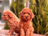 Toy Poodle Yavrular (Red, Red Brown, Apricot, Silver, Siyah)