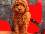 Toy Poodle Yavrular (Red, Red Brown, Apricot, Silver, Siyah)