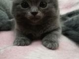 2 Aylik Scottish Fold Erkek Kardeşler