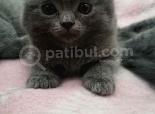 2 Aylik Scottish Fold Erkek Kardeşler görsel