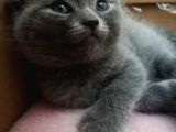 2 Aylik Scottish Fold Erkek Kardeşler